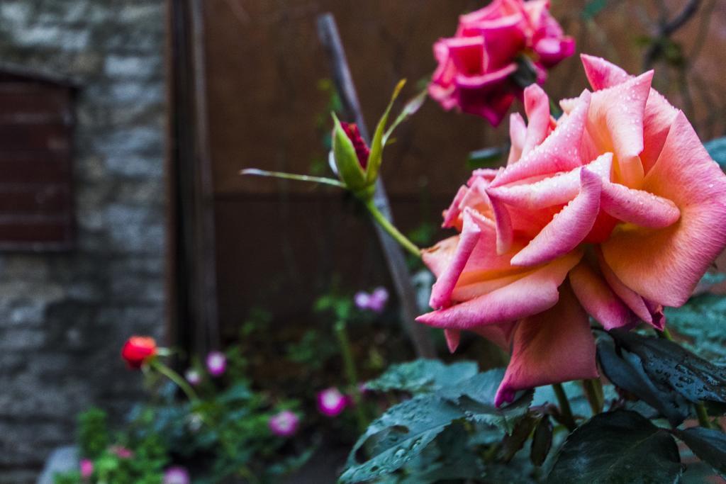 花蓮 達芙妮花園民宿 Ji'an Dış mekan fotoğraf